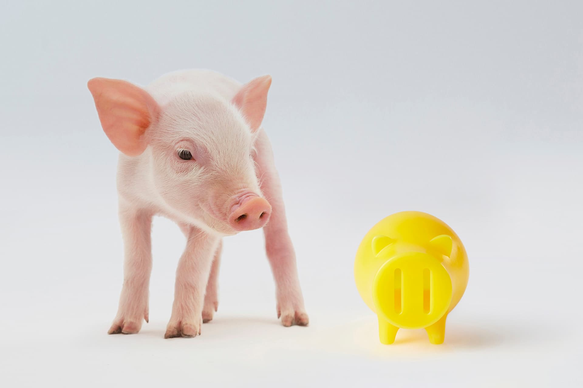 蠟豬豬撲滿 BABE / Candle piggy bank 蠟豬豬撲滿 BABE / Candle piggy bank